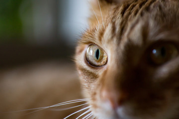 見つめる猫の目