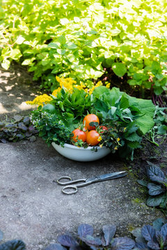 Bowl of harvested wild herbs sorrel, oregano, coltsfoot, herb gerard, nettle, goldenrod and tomatoes
