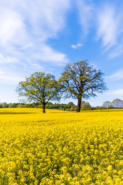 Germany, Schleswig-Holstein, Holstein Switzerland, Two trees growing in vast rapeseed field in spring