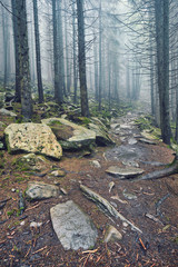 thick morning fog in the summer forest. thick morning fog in the forest at pond. Morning landscape in summer thick fog. dense fog in the morning. early morning. forest hiding in the fog.