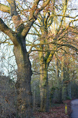 Trees in a park along a road