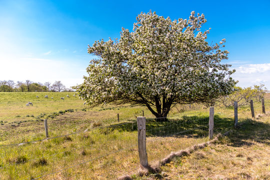 Germany, Schleswig-Holstein, Fehmarn, Fence in front of blossoming tree with sheep grazing in background