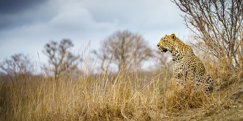 leopard in kruger national park, mpumalanga, south africa 66