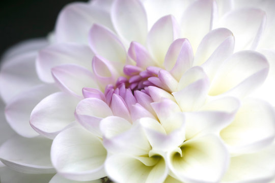 Extreme close-up of white dahlia