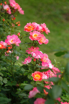 High angle view of pink roses growing on plants in garden, Germany