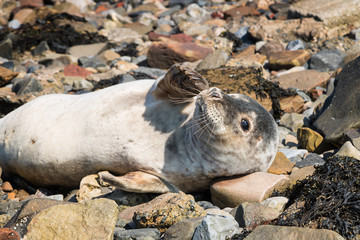 Seal on the seashore of the North Sea. The Holy Island of Lindisfarne. Northumberland. UK