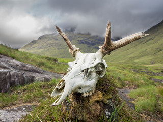 Close-up of deer skull on rock against cloudy sky, Scotland, UK