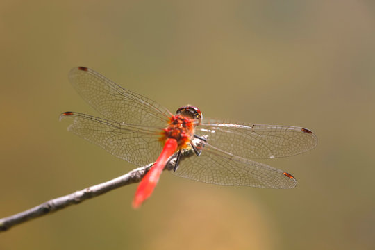 Close-up of dragonfly on twig