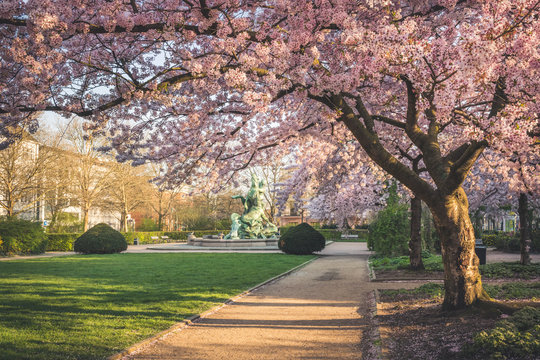 Cherry trees by footpath in park at Hamburg, Germany