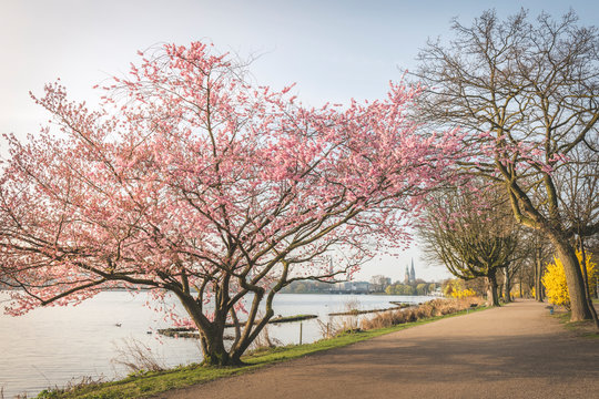 Diminishing perspective of empty road amidst cherry trees by Alster River during springtime, Hamburg, Germany