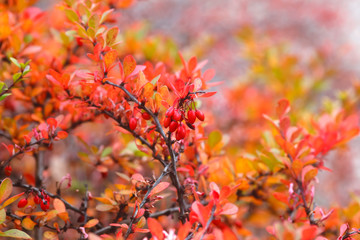 Close-up of barberries growing on plants during autumn