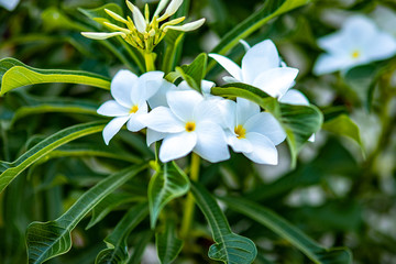 Florida White Plumeria Flower in the Wild.