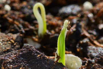 Young tomato plant in soil