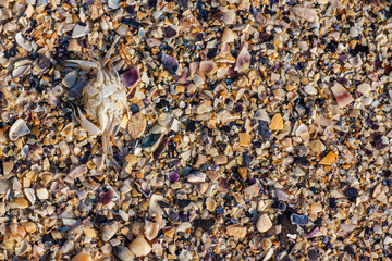 Beach with sand of small broken shells