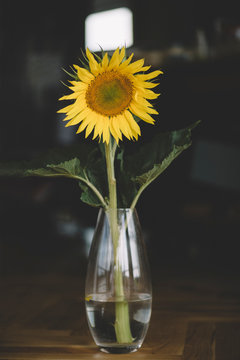 Close-up of sunflower in vase on table