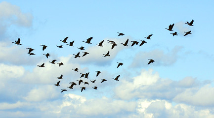 Geese migrate each year, many hunters await for flocks of Canadian geese