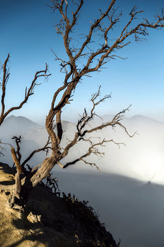 Indonesia, Java, Ijen volcano, close up of barren tree