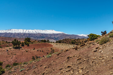 Goats in high mountain of the Aït Bouguemez valley in Morocco