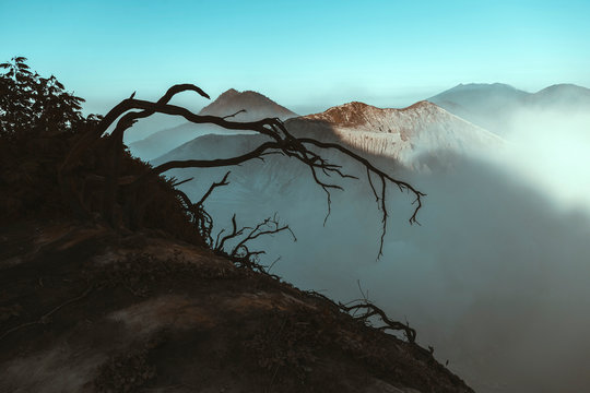 Indonesia, Java, Ijen?volcano, close up of barren tree