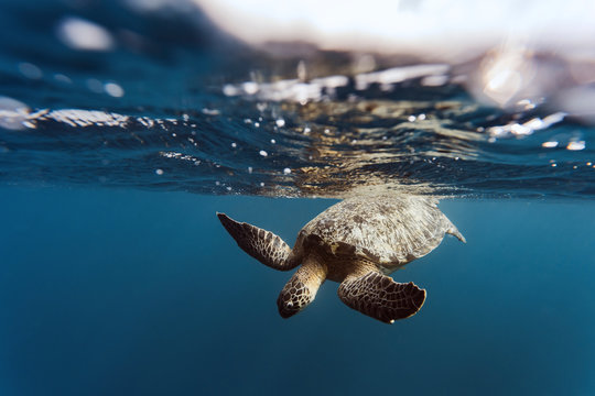 Indonesia, Bali, Underwater view of lone turtle swimming near surface
