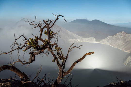 Indonesia, Java, Ijen?volcano, close up of barren tree