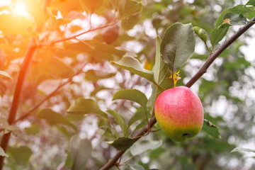 Ripe red apple on tree branch in orchard in autumn sunlight. Green foliage in background