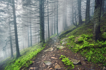 Plakat forest path through heavy forest, light fog and fern line.
