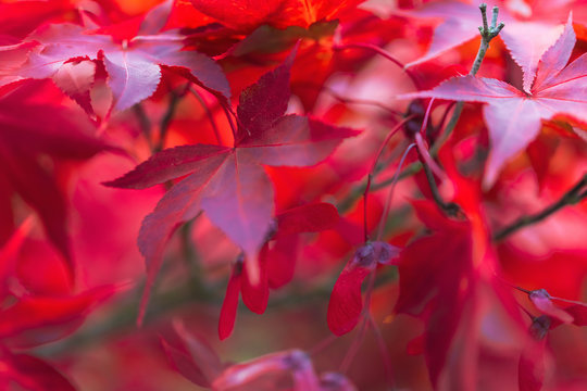 Close-up of red leaves on maple tree, New York, USA
