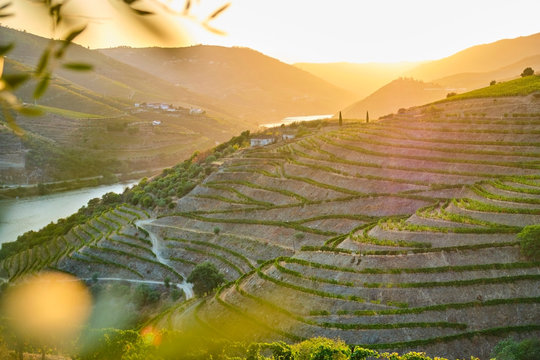 Portugal, Douro Valley, terraced vineyard overlooking Douro river