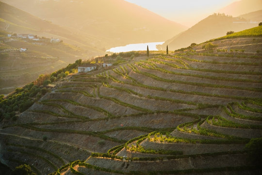 Portugal, Douro Valley, Terraced Vineyard Overlooking Douro River