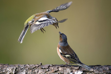 Close-up of chaffinches perching on tree trunk