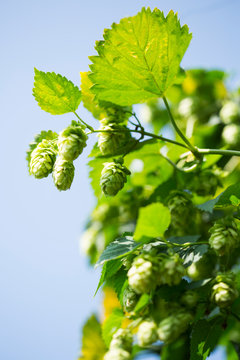 Close-up of hops crop growing against clear sky in Hallertau