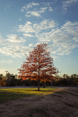 Tree with red leaves hit by golden sunlight on an autumn afternoon