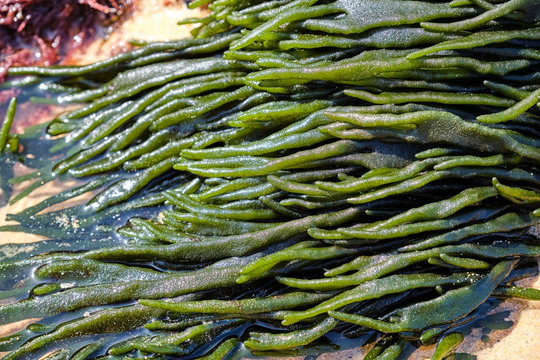 Portugal, Alentejo, Vila Nova?de?Milfontes, Seaweeds on Malhao beach