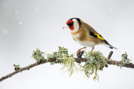 Close-up of gold finch on perching on twig during winter