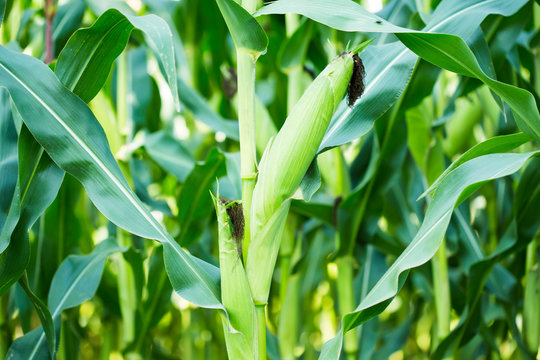 Close-up of corn growing in farm, Bavaria, Germany