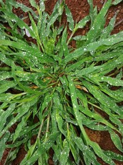 leaves of tree
