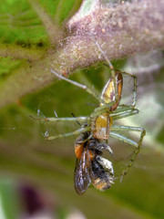 Macro photography of a garden spider with an insect on its fangs. Photography taken in a garden near the colonial town of Villa de  Leyva, in the central Andean mountains of Colombia.