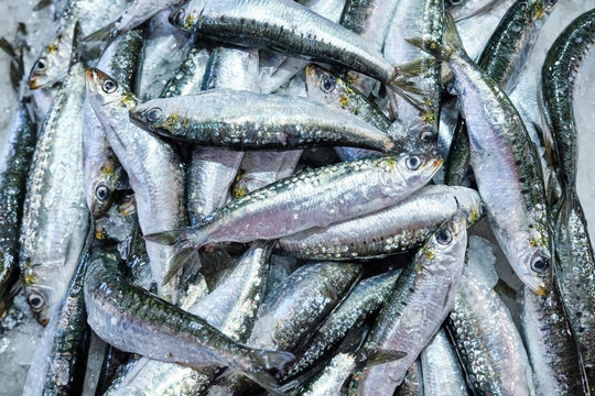 Portugal, Alentejo, Vila Nova?de?Milfontes, Heap of fresh sardines