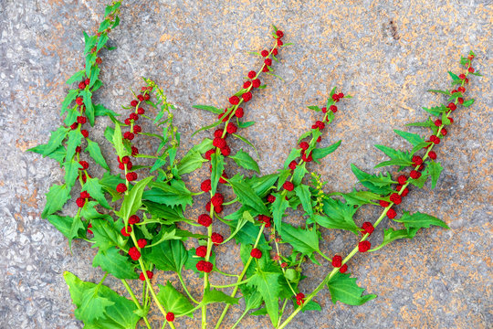 Close-up of Chenopodium Foliosum against wall