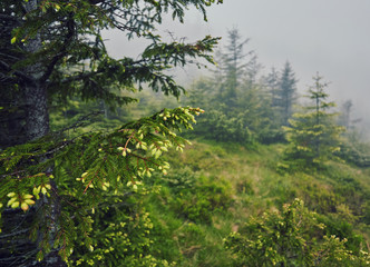 Foggy morning summer landscape with fir trees