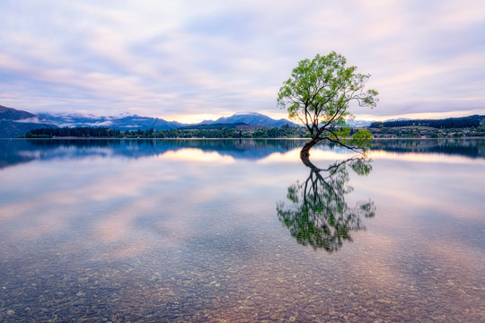 Fototapeta Lone Tree of Lake Wanaka against sky during sunset at South Island, New Zealand