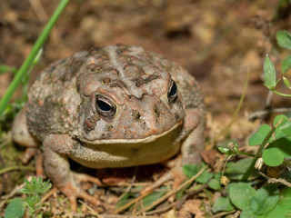 frog in grass