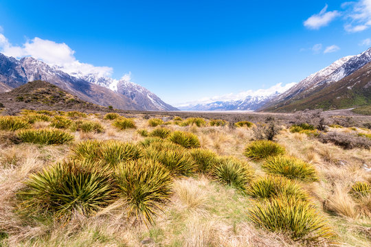 New Zealand, South Island, Bushes growing in mountain valley