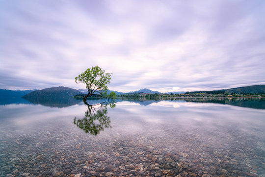 Lone Tree of Lake Wanaka against cloudy sky, New Zealand