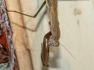 mantis on white background