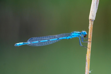 Close-up of common cupid male eating on plant stem, Bavaria, Germany
