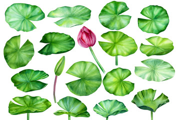 watercolor set of lotus leaves on an isolated white background