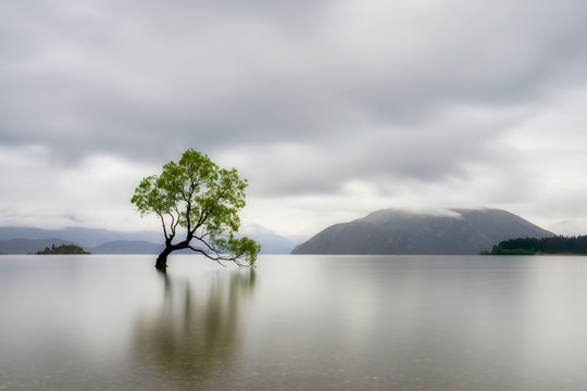 Lone Tree of Lake Wanaka against cloudy sky, South Island, New Zealand