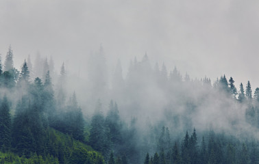 Foggy morning summer landscape with fir trees